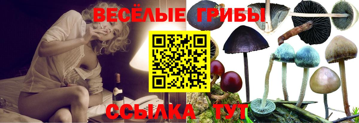 Псилоцибиновые грибы Psilocybe Дальнегорск
